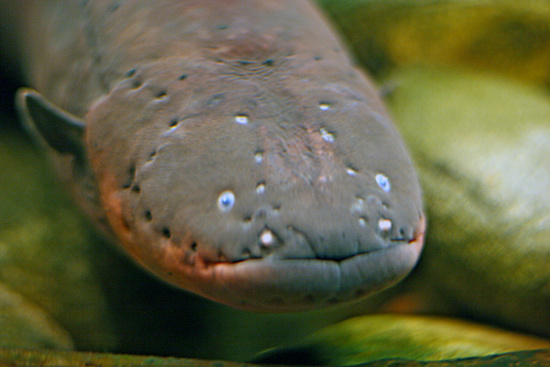 Picture 8 of 10 most dangerous species of freshwater aquatic monsters in the world