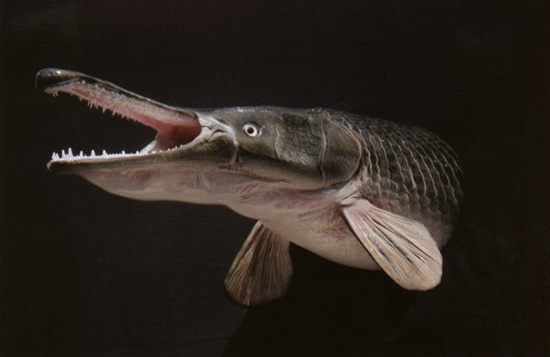 Picture 9 of 10 most dangerous species of freshwater aquatic monsters in the world
