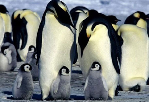 Picture 8 of 10 most devoted fathers on the planet