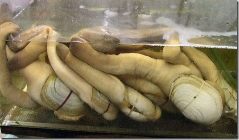 Picture 1 of 10 most endangered animals on the planet