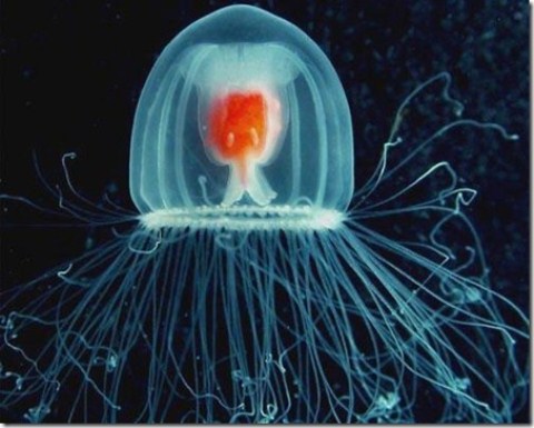 Picture 10 of 10 most endangered animals on the planet