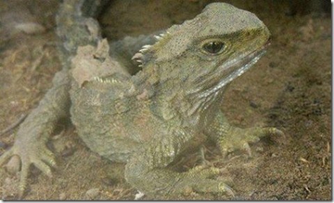 Picture 2 of 10 most endangered animals on the planet