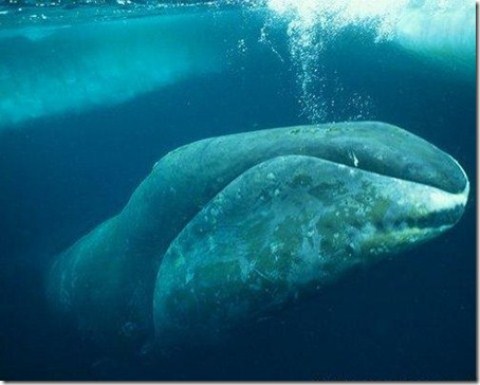 Picture 5 of 10 most endangered animals on the planet