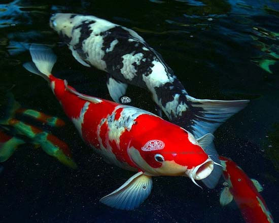 Picture 6 of 10 most endangered animals on the planet