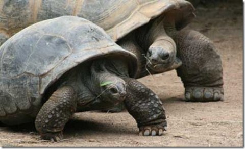 Picture 7 of 10 most endangered animals on the planet
