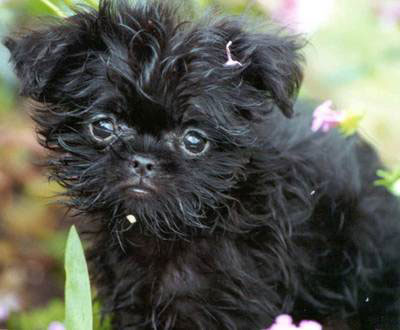 Picture 10 of 10 most exotic dogs on the planet