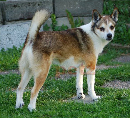 Picture 3 of 10 most exotic dogs on the planet
