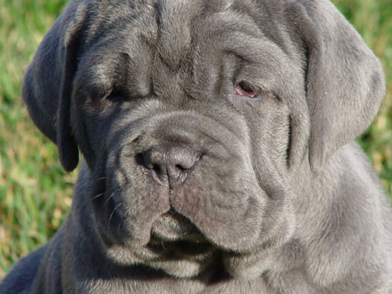 Picture 6 of 10 most exotic dogs on the planet