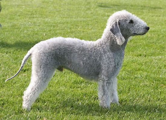 Picture 7 of 10 most exotic dogs on the planet