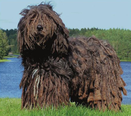 Picture 9 of 10 most exotic dogs on the planet