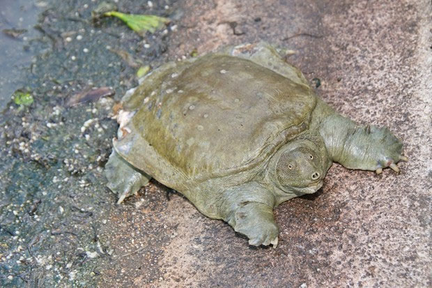 Picture 10 of 10 most exotic reptiles in the world