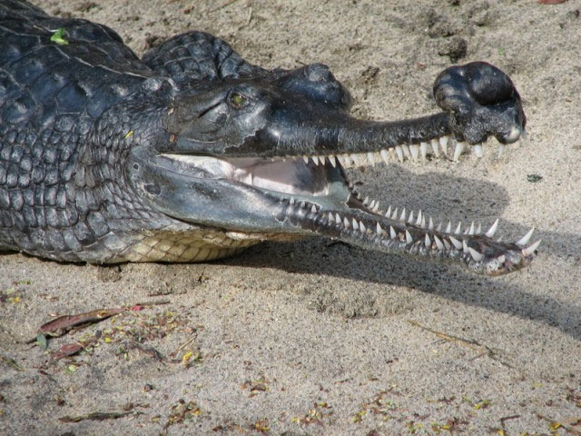 Picture 3 of 10 most exotic reptiles in the world