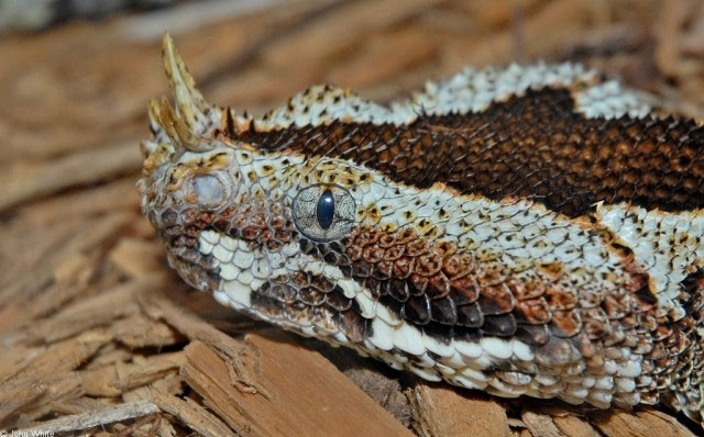 Picture 4 of 10 most exotic reptiles in the world