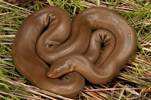 Picture 5 of 10 most exotic reptiles in the world