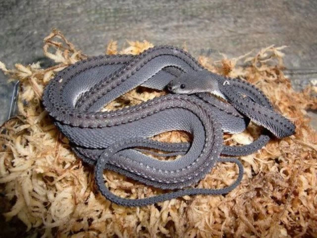 Picture 6 of 10 most exotic reptiles in the world