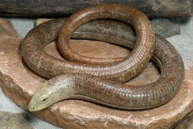 Picture 9 of 10 most exotic reptiles in the world