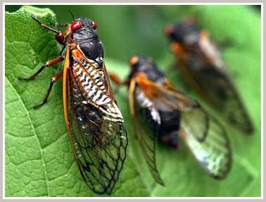 Picture 10 of 10 most exotic types of animals