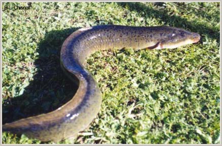 Picture 2 of 10 most exotic types of animals