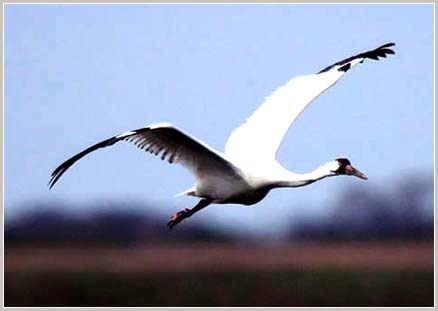 Picture 3 of 10 most exotic types of animals