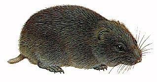 Picture 9 of 10 most exotic types of animals