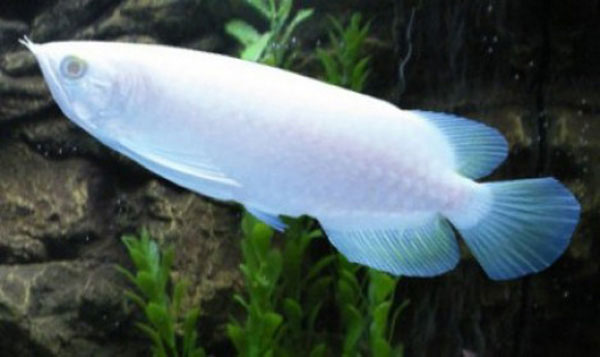 Picture 10 of 10 most expensive fishes in the world