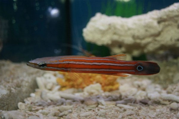 Picture 4 of 10 most expensive fishes in the world