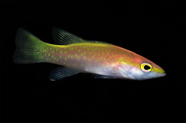 Picture 6 of 10 most expensive fishes in the world