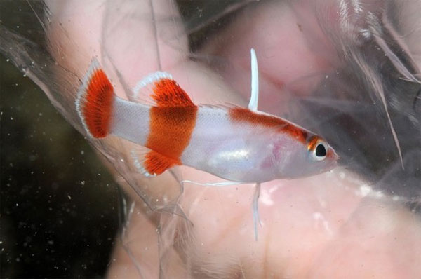 Picture 7 of 10 most expensive fishes in the world
