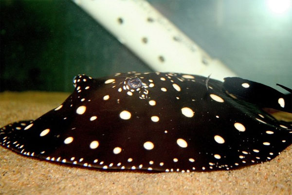Picture 9 of 10 most expensive fishes in the world