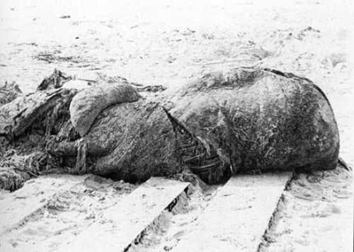 Picture 4 of 10 most famous aquatic monsters of all time