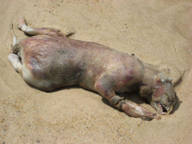 Picture 5 of 10 most famous aquatic monsters of all time