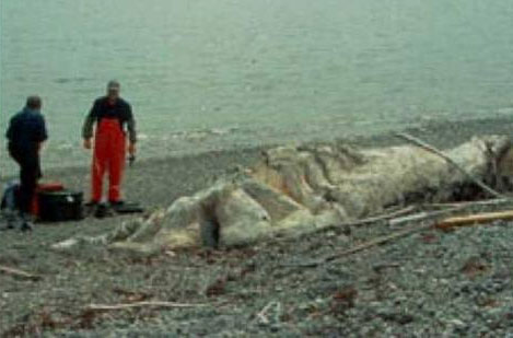 Picture 6 of 10 most famous aquatic monsters of all time