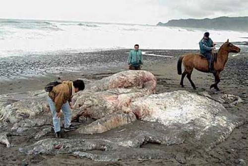 Picture 7 of 10 most famous aquatic monsters of all time