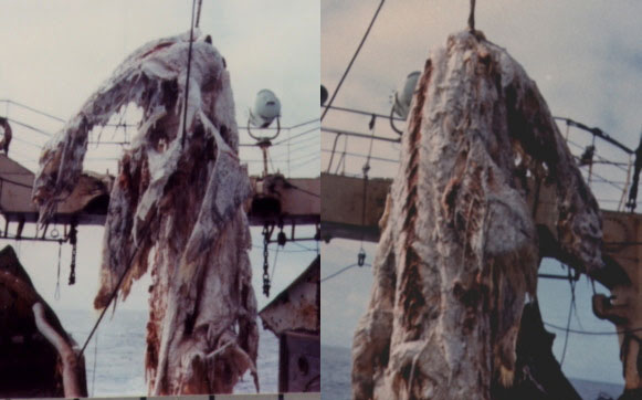 Picture 8 of 10 most famous aquatic monsters of all time