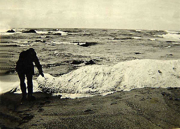 Picture 9 of 10 most famous aquatic monsters of all time