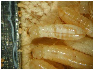Picture 4 of 10 most harmful creatures