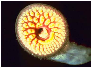 Picture 5 of 10 most harmful creatures