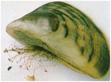 Picture 6 of 10 most harmful creatures