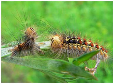 Picture 7 of 10 most harmful creatures