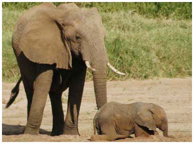 Picture 9 of 10 most harmful creatures