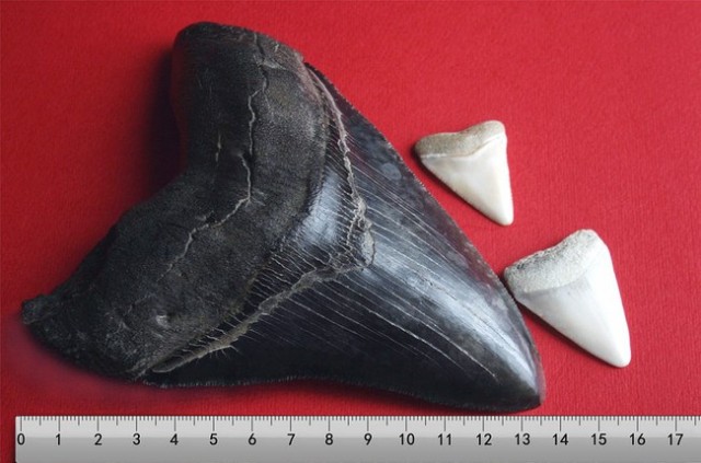 Picture 2 of 10 most horrifying prehistoric predator monsters