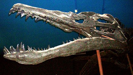 Picture 20 of 10 most horrifying prehistoric predator monsters
