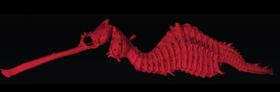Picture 6 of 10 most impressive new discoveries in 2016