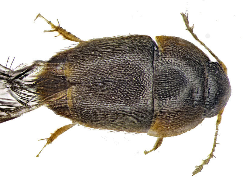 Picture 7 of 10 most impressive new discoveries in 2016