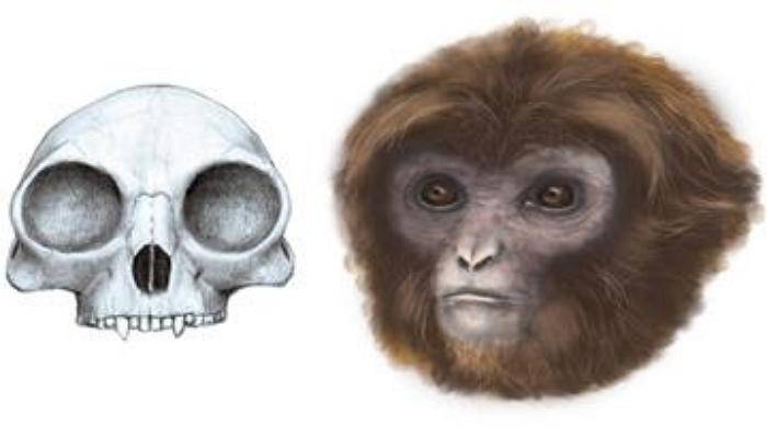 Picture 8 of 10 most impressive new discoveries in 2016