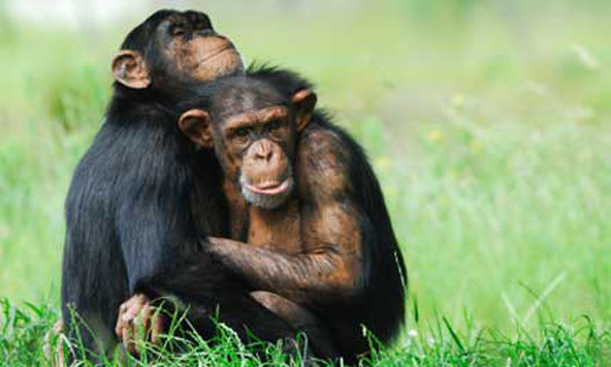 Picture 10 of 10 most intelligent animals on the planet