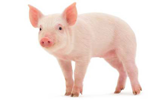Picture 5 of 10 most intelligent animals on the planet