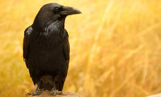 Picture 6 of 10 most intelligent animals on the planet