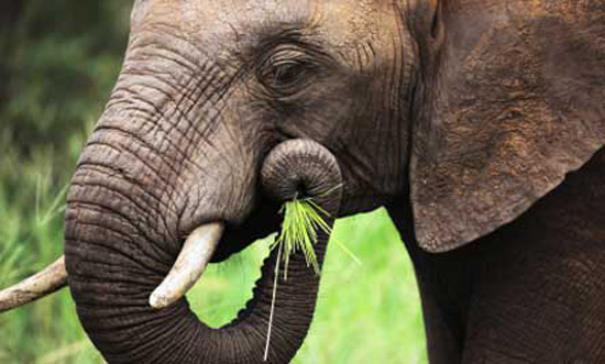 Picture 7 of 10 most intelligent animals on the planet