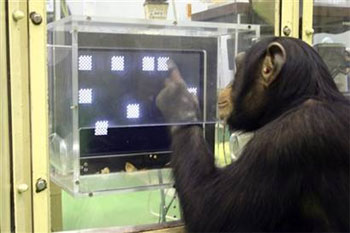 Picture 1 of 10 most intelligent animals